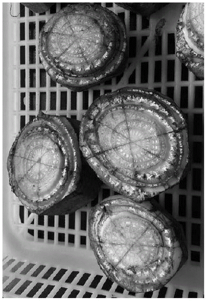 Rapid Propagation Method of Banana Seedlings Based on Bud Suction