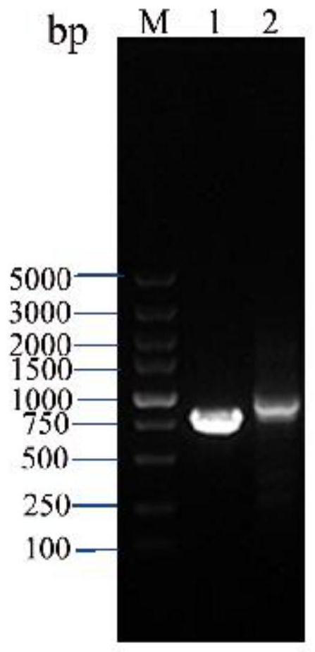 Saccharopolyspora tuberosa engineering strain with doubled pII gene as well as construction method and application of saccharopolyspora tuberosa engineering strain