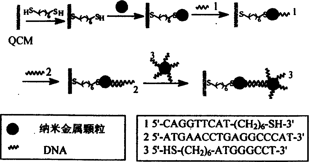 Process for improving DNA detecting sensitivity