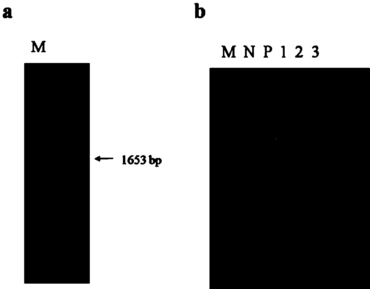 Application of Cotton Cytochrome p450 CYP94C1 Gene in Resistance to Verticillium Wilt