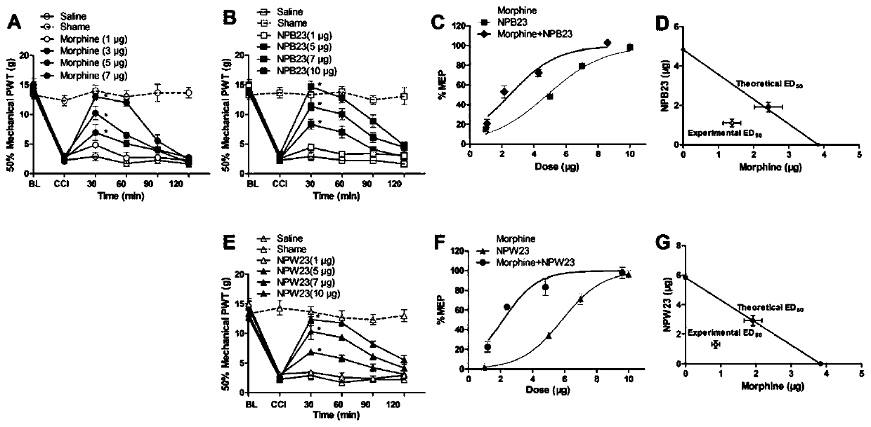 Application of combination of neuropeptides B23/W23 and morphine in preparing analgesic drugs
