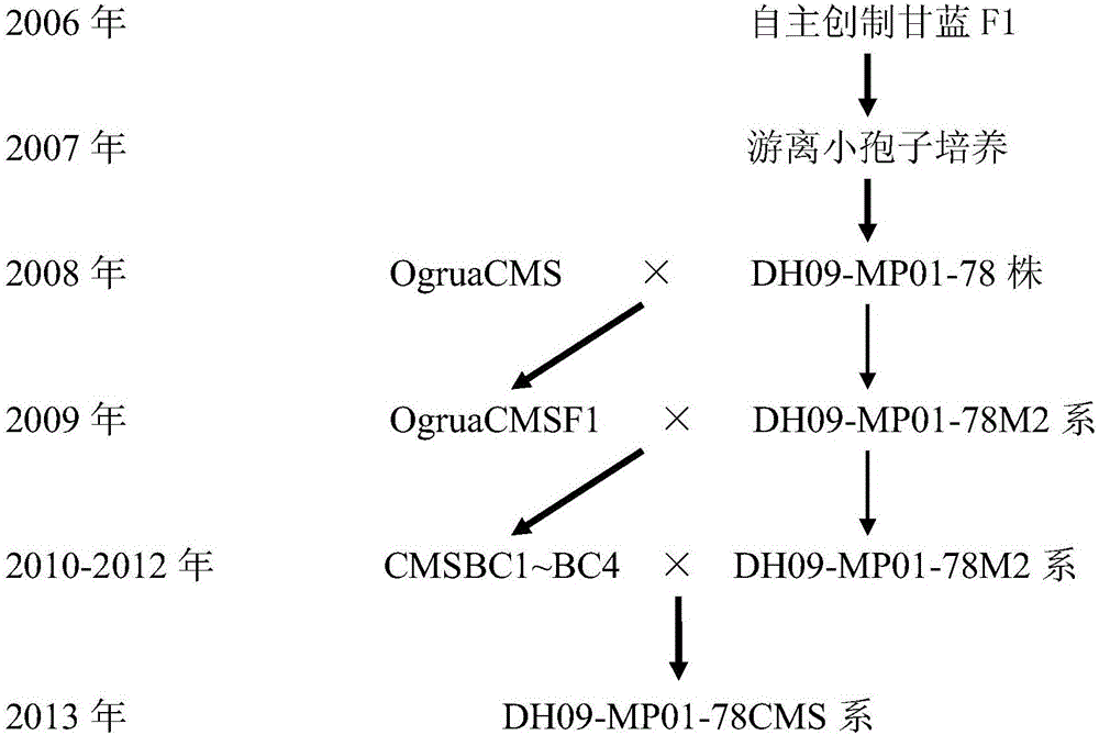 Method for selecting transport-resistant mid-maturation new variety from CMS (cytoplasmic male sterile) and DH (double haploid) series of cabbages