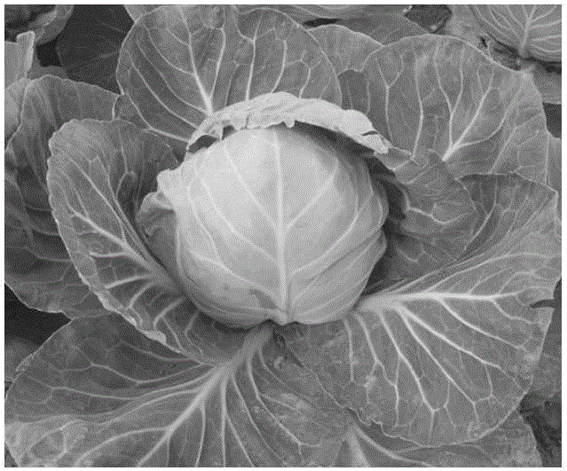 Method for selecting transport-resistant mid-maturation new variety from CMS (cytoplasmic male sterile) and DH (double haploid) series of cabbages