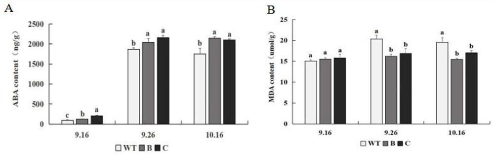 Application of Ptrmyb119 Gene in Populus trichocarpa in Improving Drought Tolerance of Tobacco