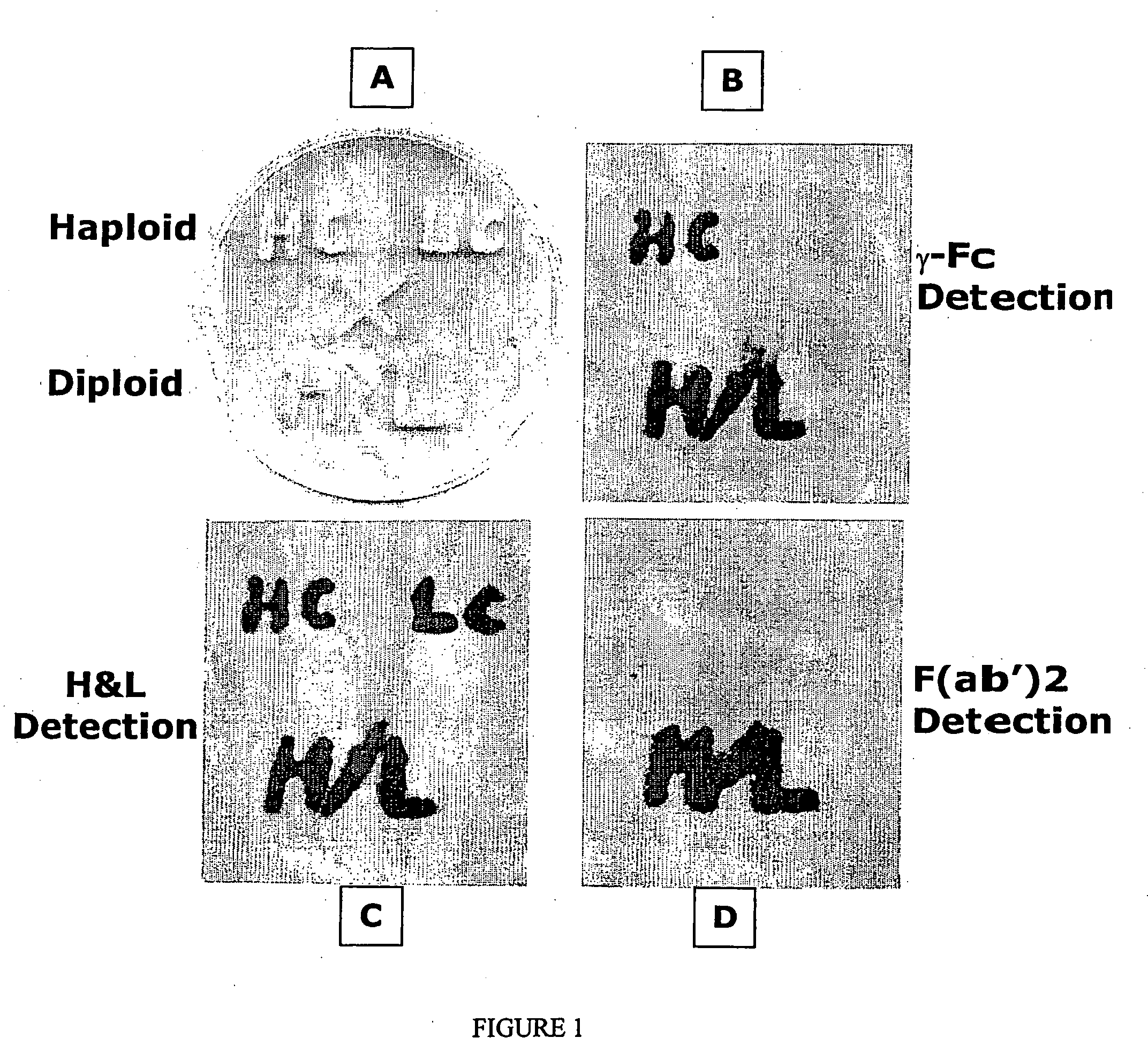 Methods of synthesizing heteromultimeric polypeptides in yeast using a haploid mating strategy