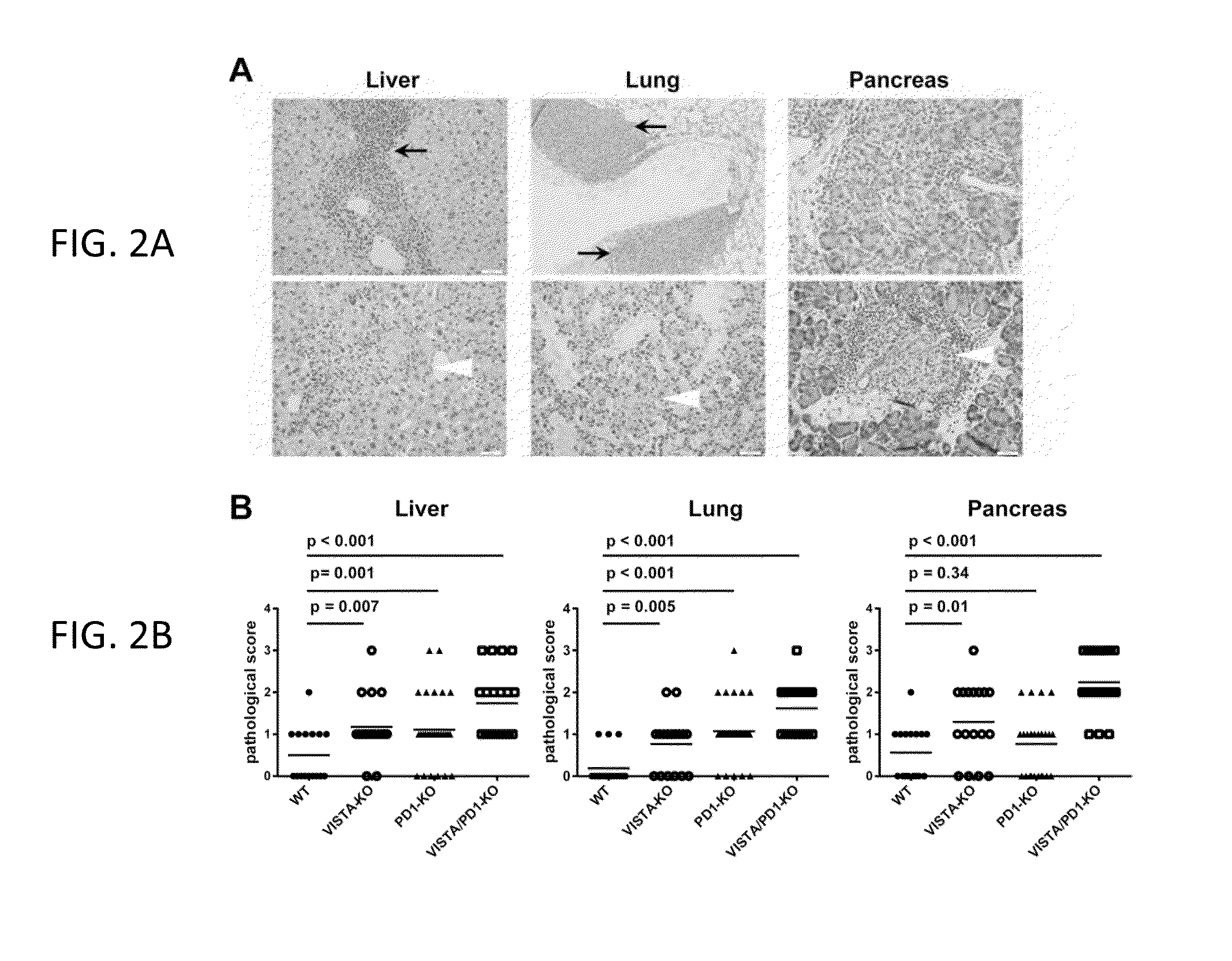 VISTA  Antagonist and Methods of Use
