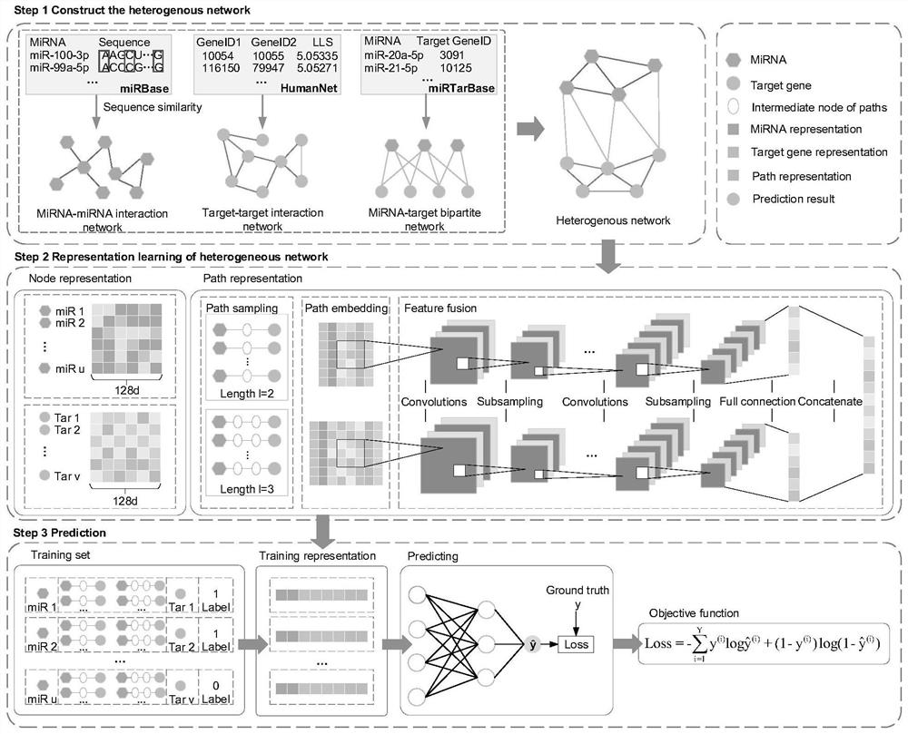 MiRNA-gene relationship prediction method and system based on deep learning heterogeneous information network