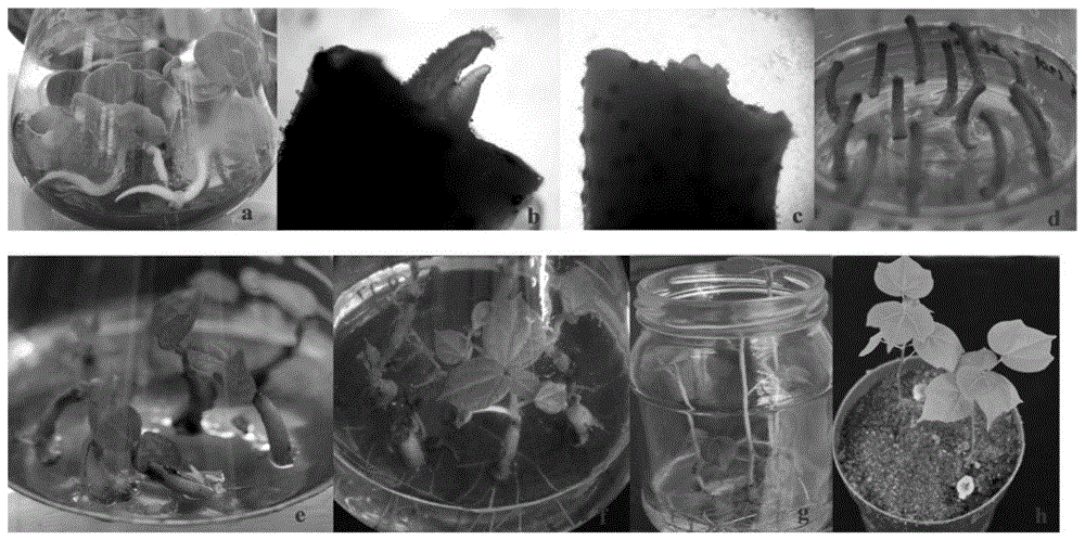 A method for improving transgenic efficiency of cotton