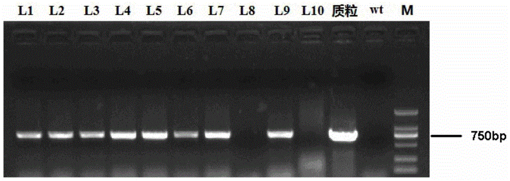 A method for improving transgenic efficiency of cotton