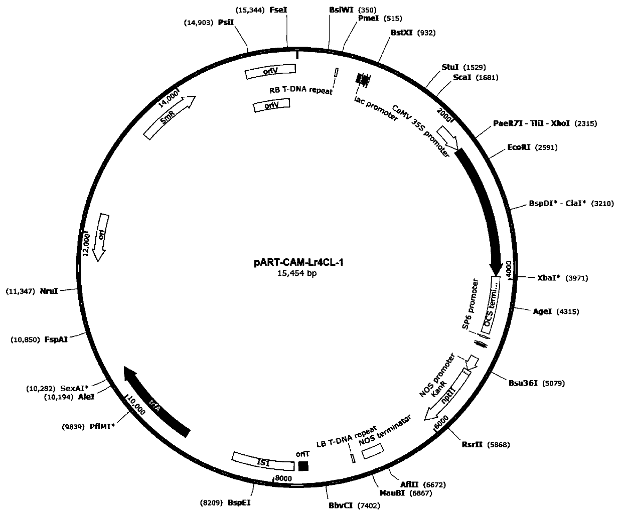 Lilium regale Lr4CL-1 gene and application thereof