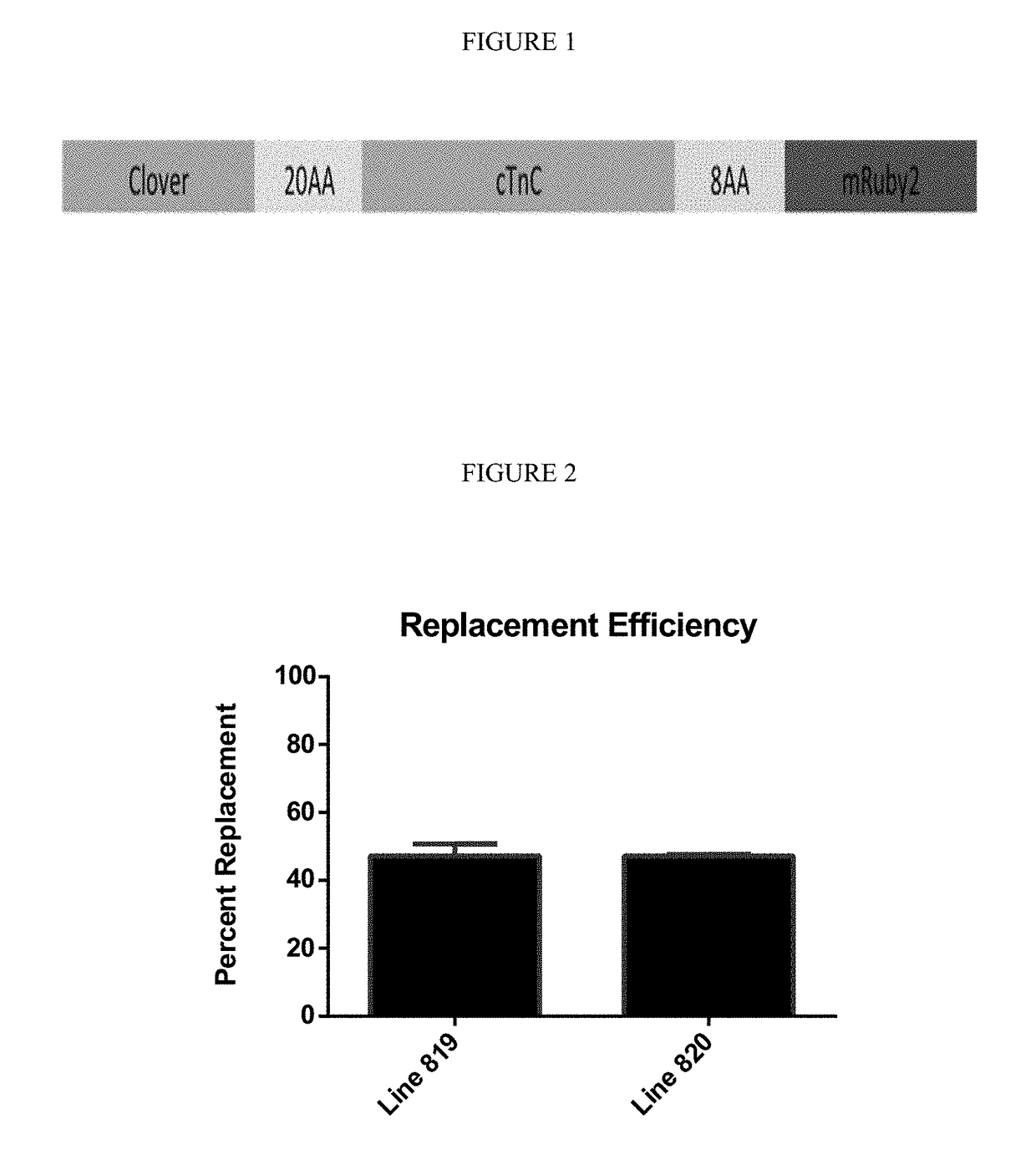 Sarcomere biosensor and methods of use thereof