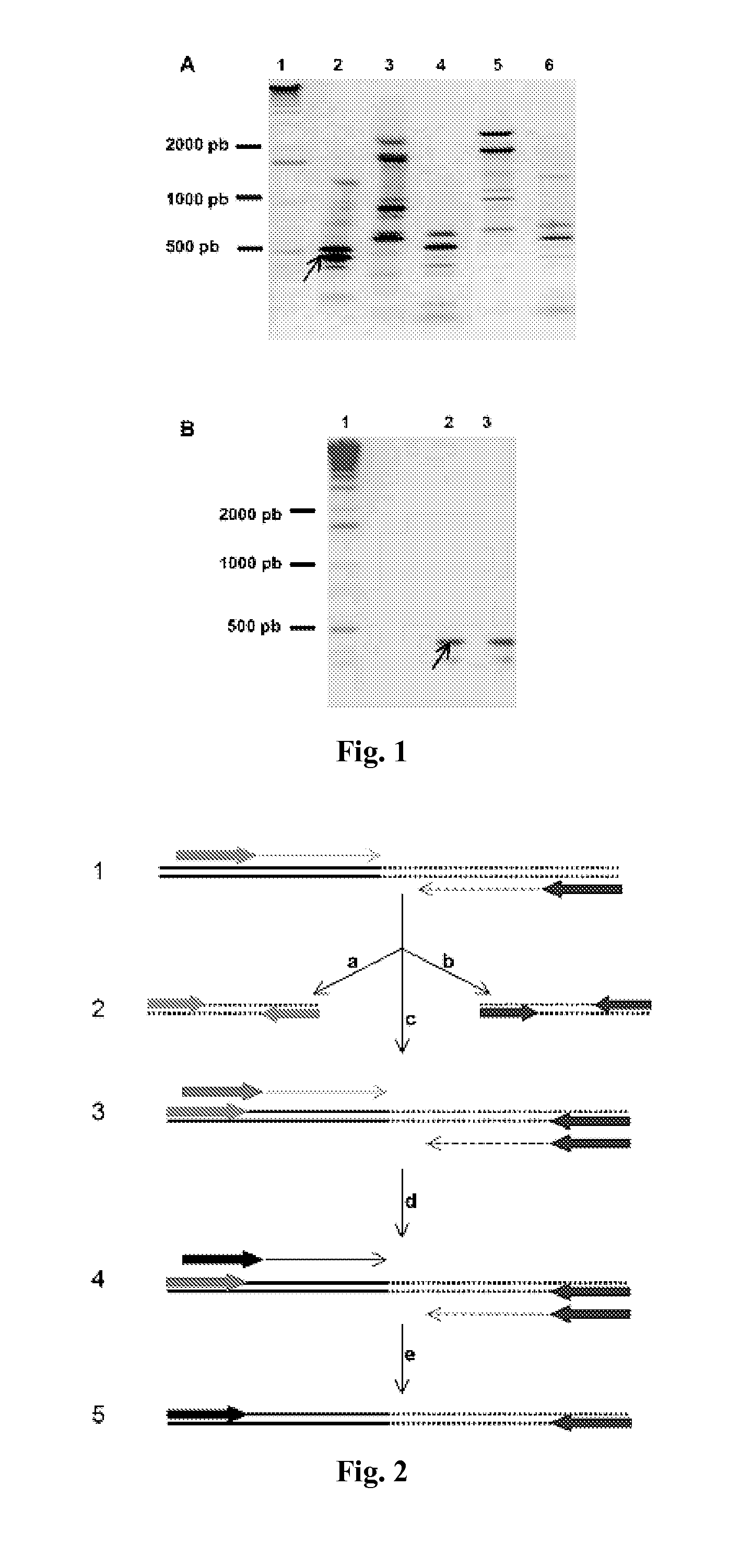 Isolated nucleic acid molecule, genic construct, vector, transgenic cell, method of obtaining a cell and a transgenic plant, isolated and purified polypeptide, biodegradable pesticide composition, method of controlling a pest, method of obtaining transgenic strains resistant to an insect pest