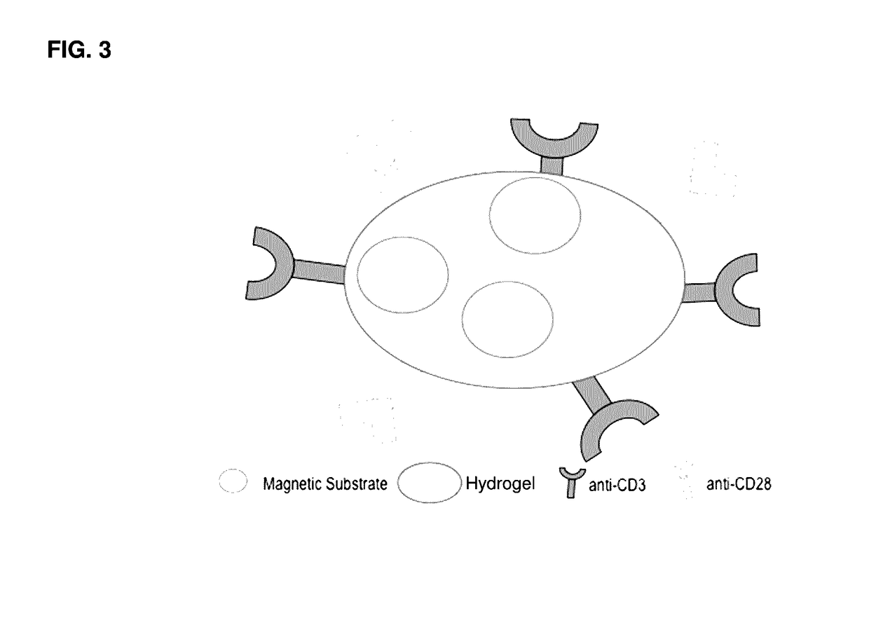 Methods and compositions for activation or expansion of t lymphocytes