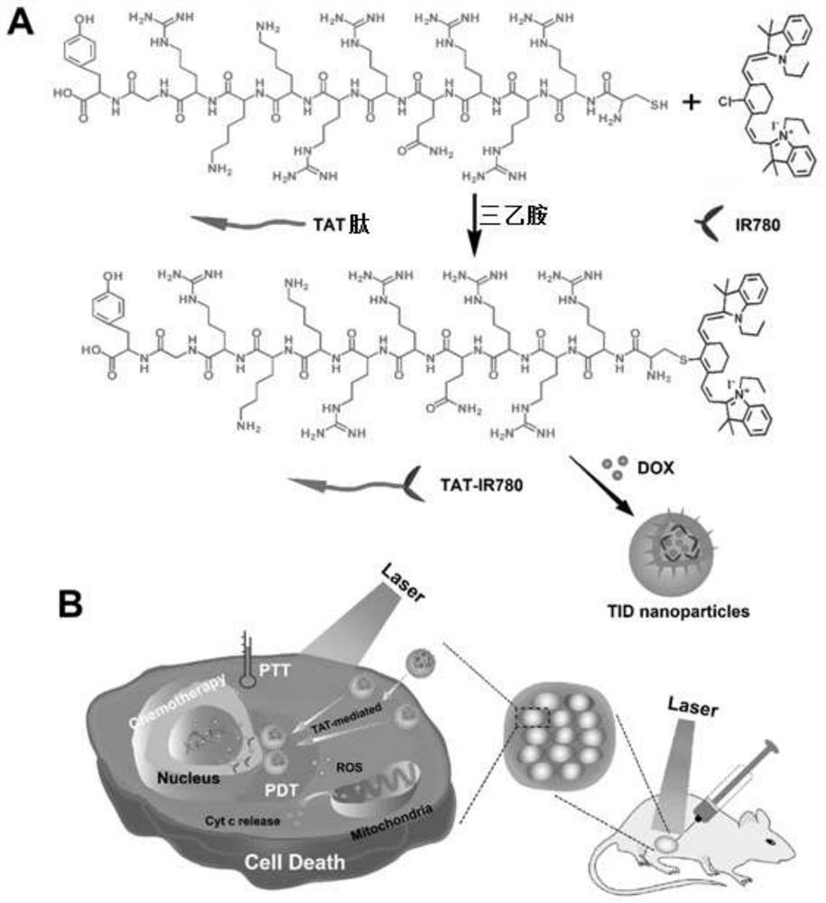 Tumor cell nucleus-targeted drug-loaded nanoparticles containing functional polypeptide-modified heptamethanocyanine dyes and preparation method thereof