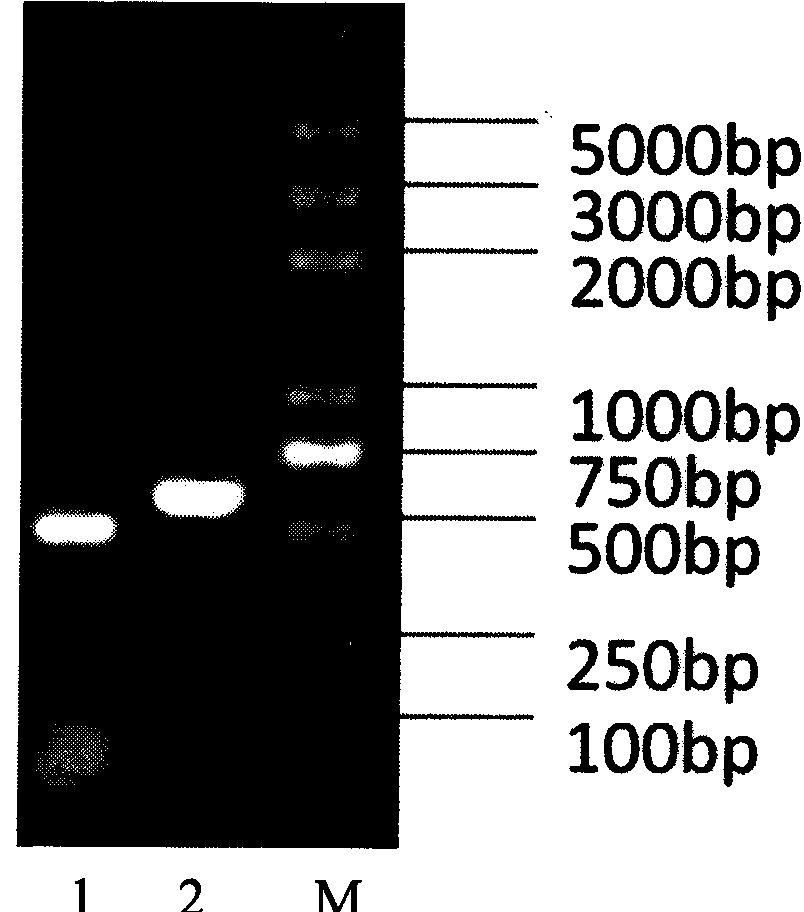 Recombinant bacterium of brucella abortus with immunity labeling and use thereof