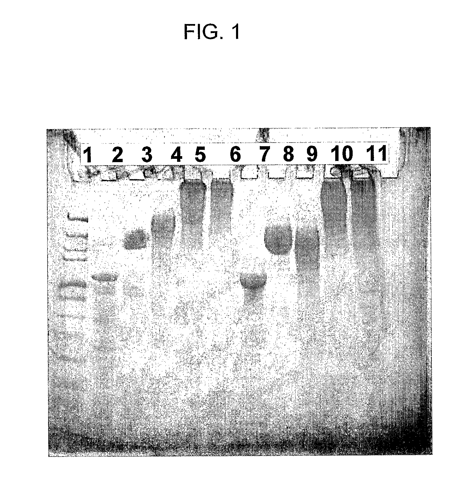 Pegylated glutenase polypeptides