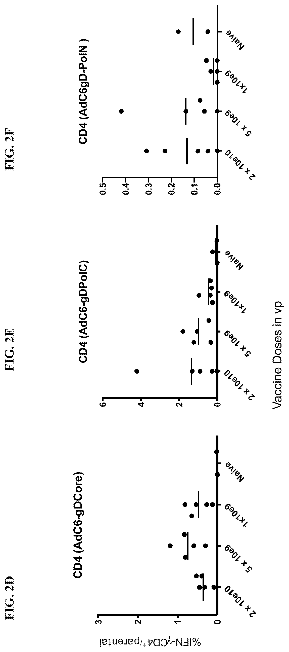 Adenoviral vectors encoding hepatitis b viral antigens fused to herpes virus glycoprotein d and methods of using the same