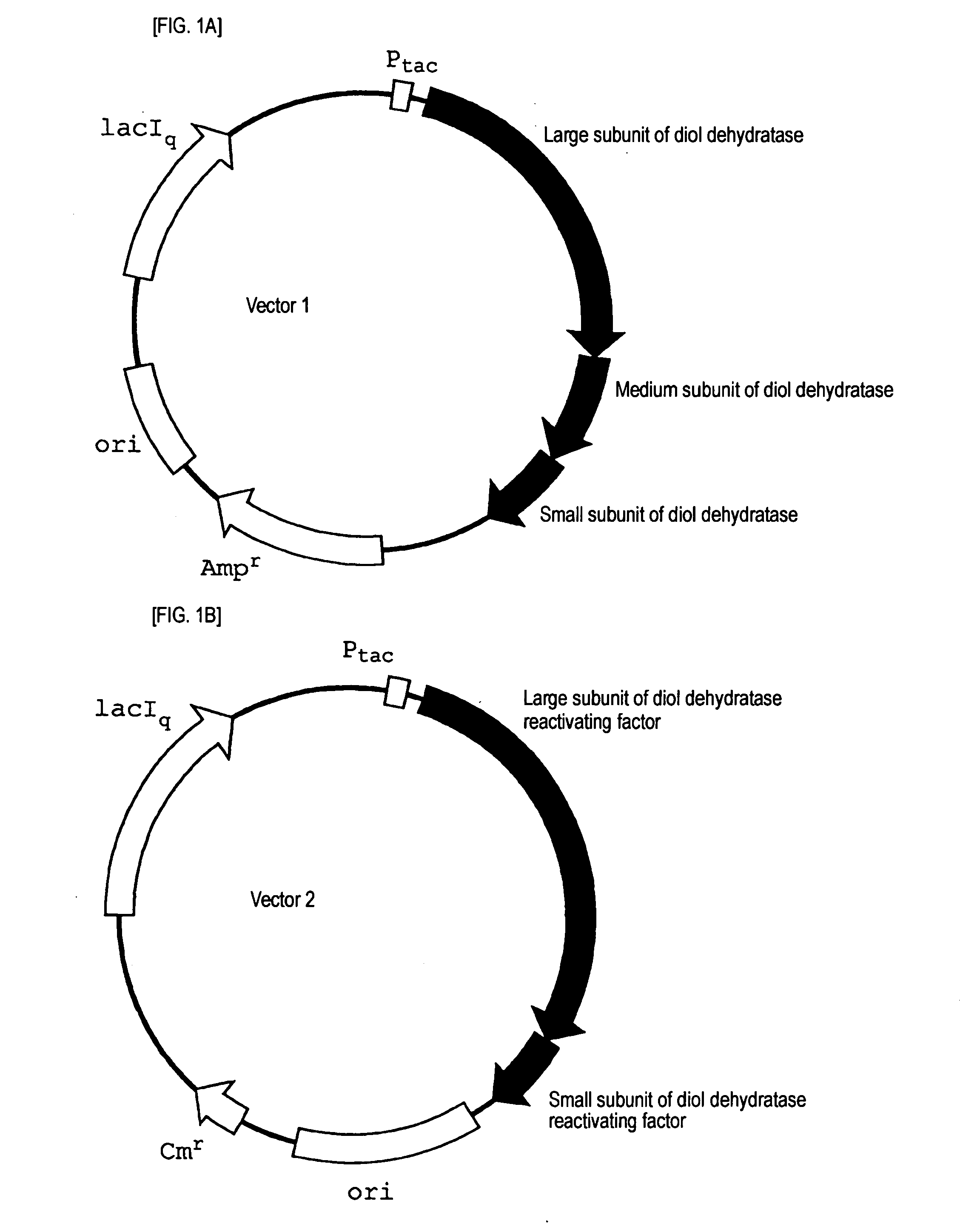 Method For Producing 3-Hydroxypropionaldehyde