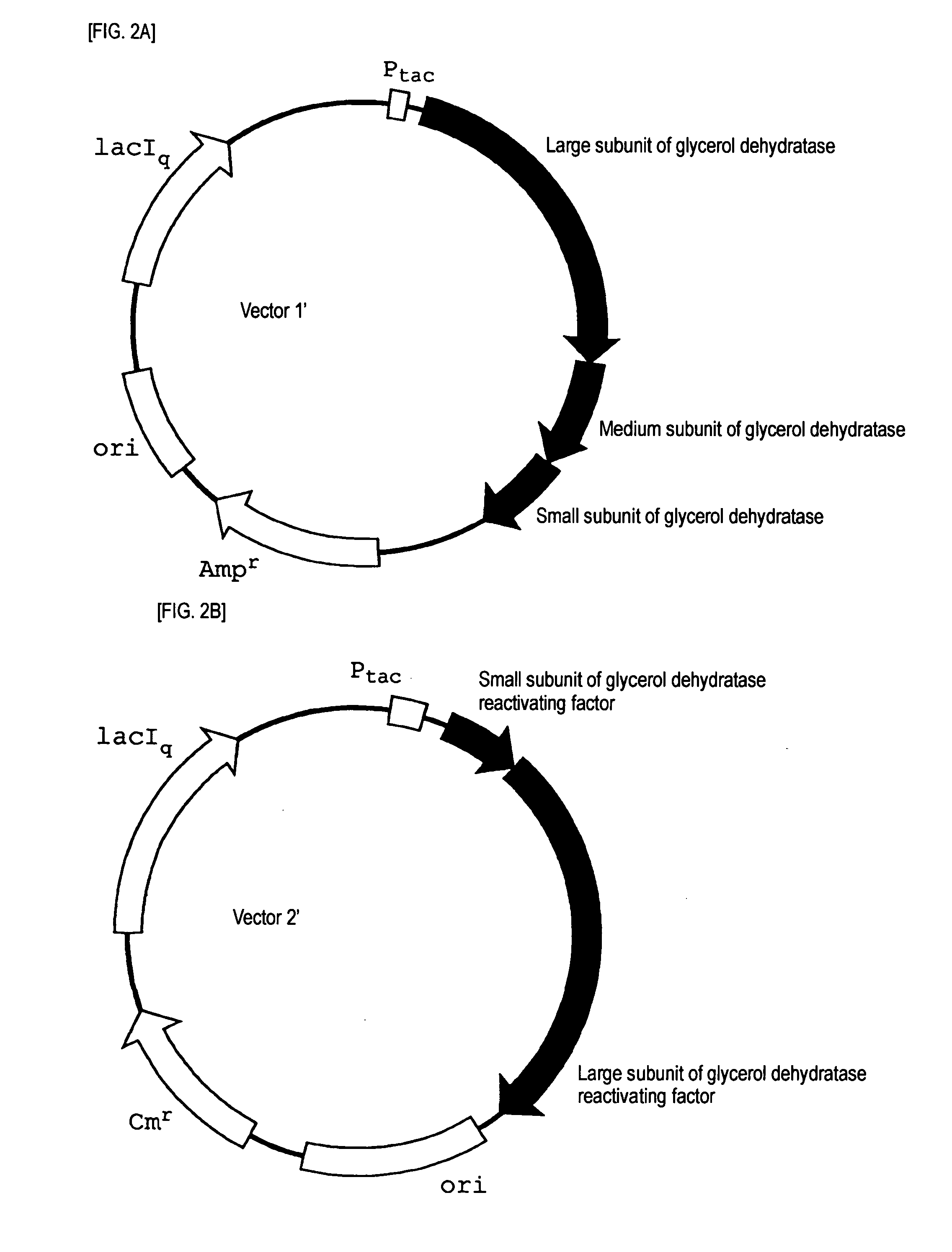 Method For Producing 3-Hydroxypropionaldehyde