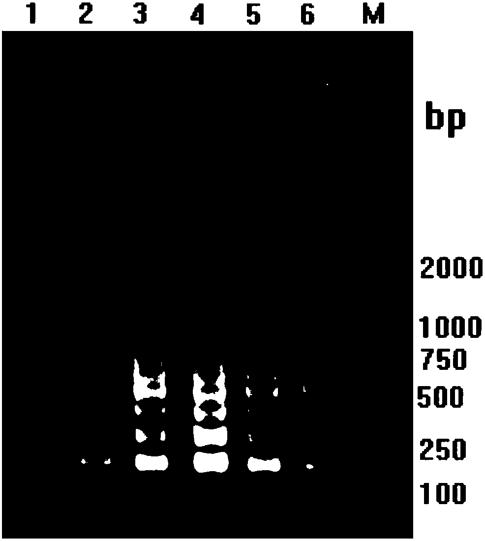 RT-LAMP detection primer group, kit and method for tilapia lake virus