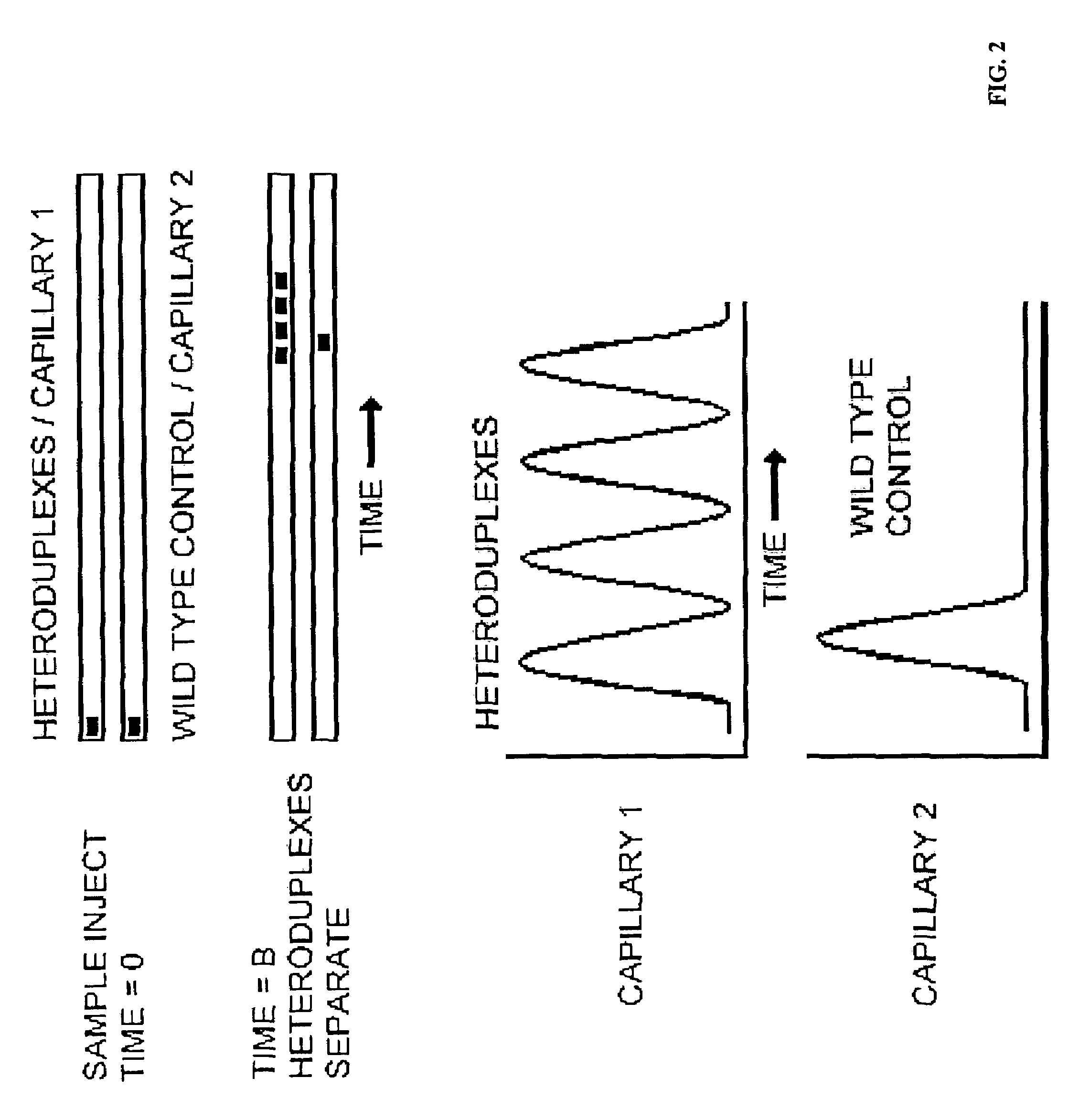 System and method for determining known DNA variants with temperature gradient electrophoresis