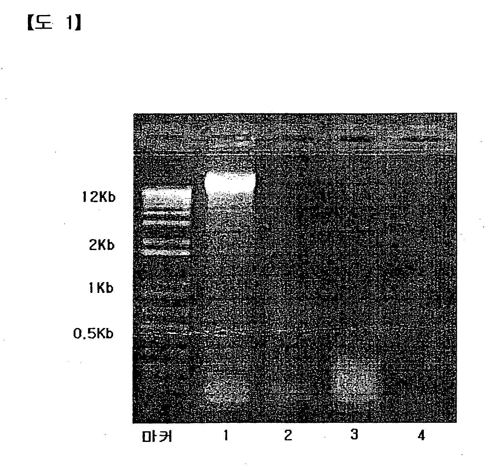 Immune stimulating and controlling composition comprising bacterial chromosomal dna fragments and non-toxic lipopolysaccharides