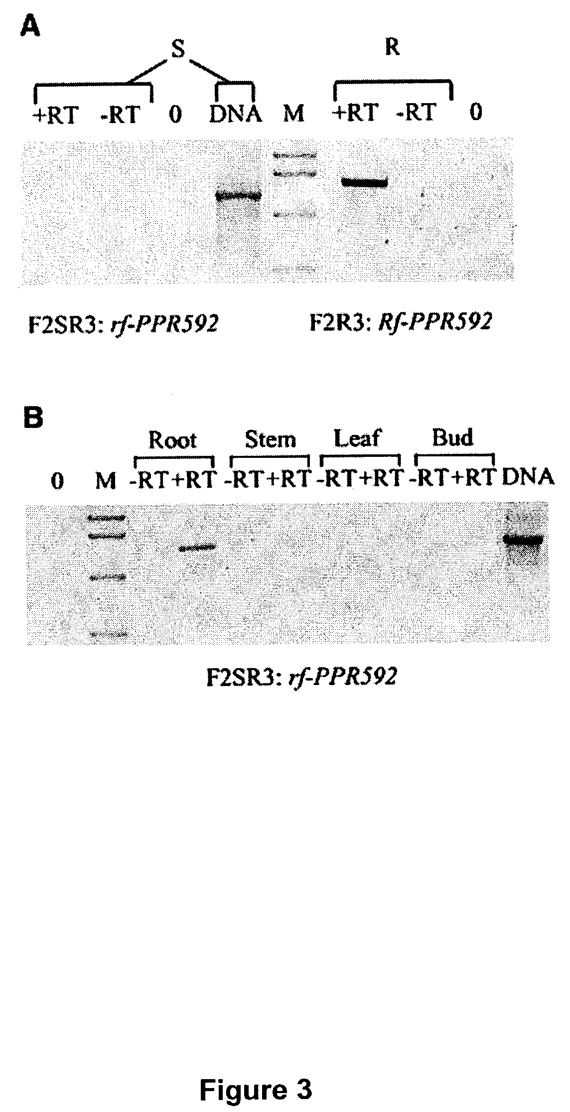 Restoration of fertility to cytoplasmic male sterile petunia