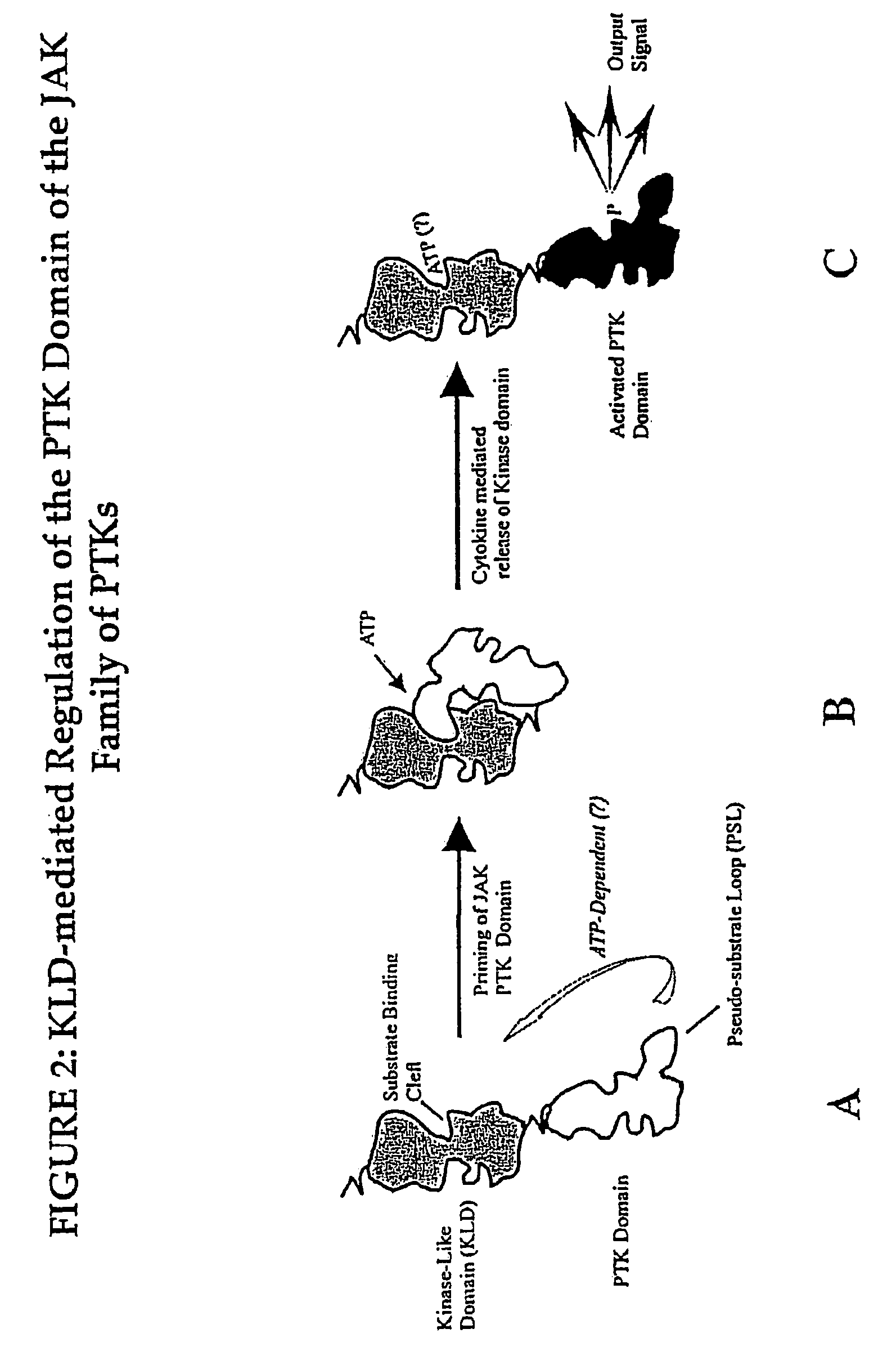 Peptide that inhibits janus kinase