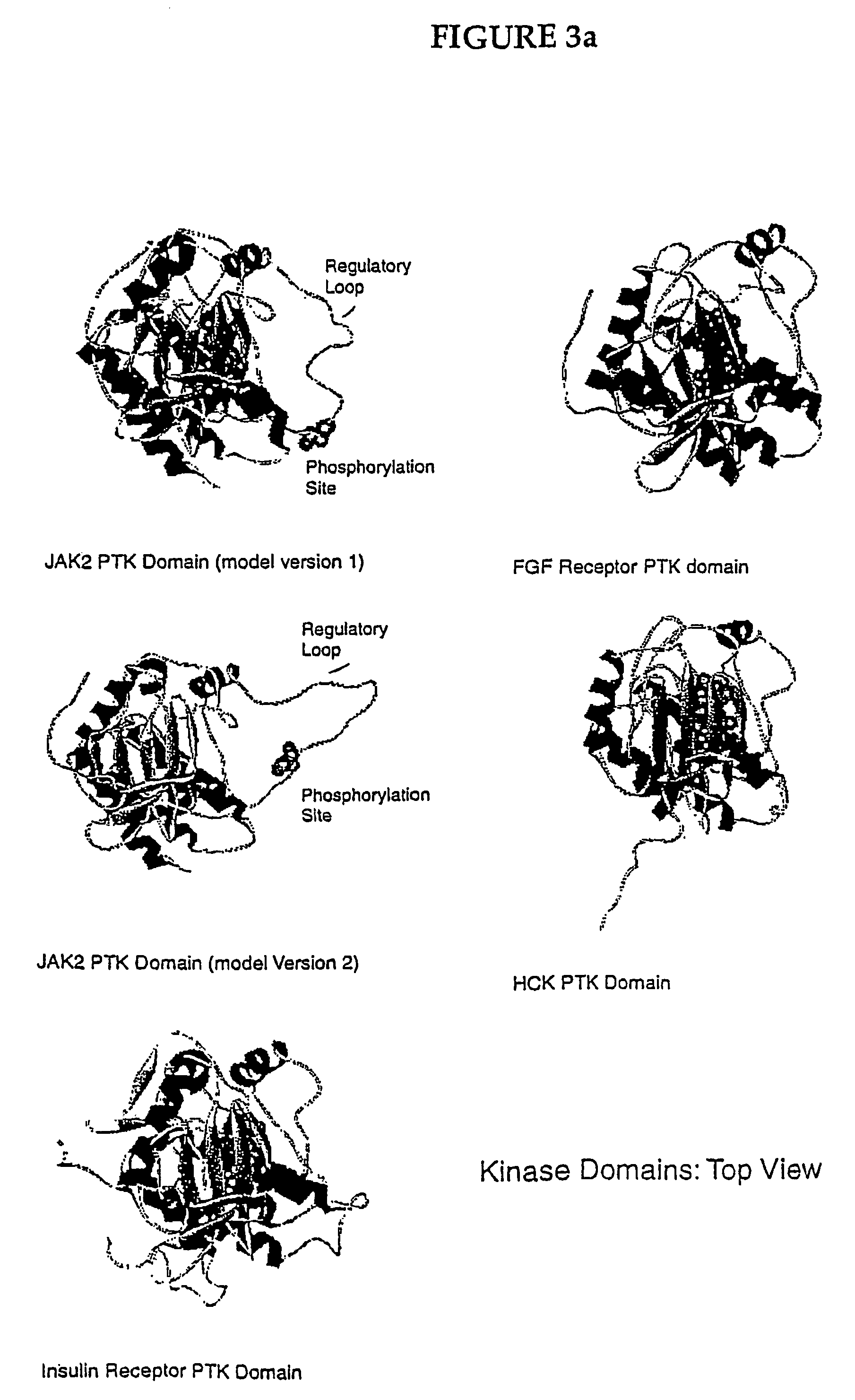 Peptide that inhibits janus kinase