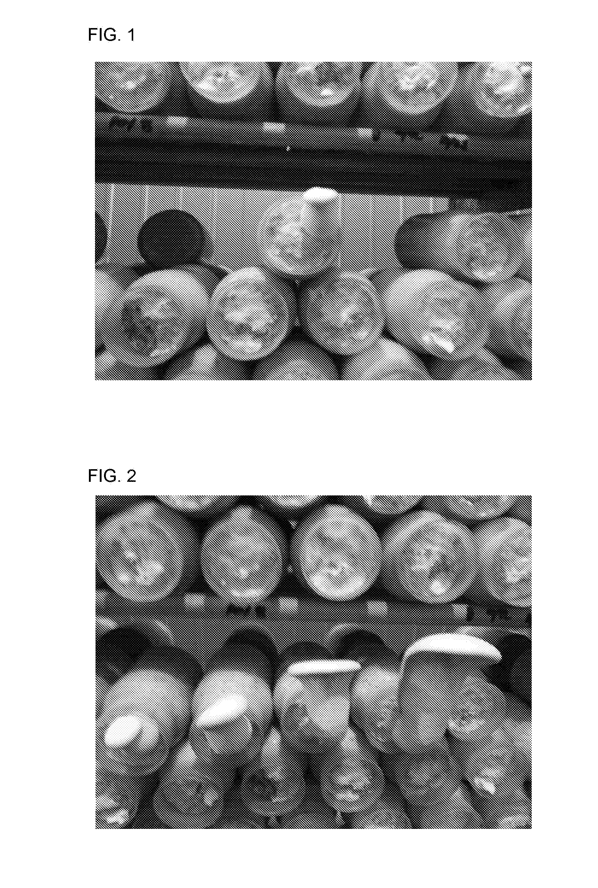 Novel strain of pleurotus nebrodensis and method for cultivating the same