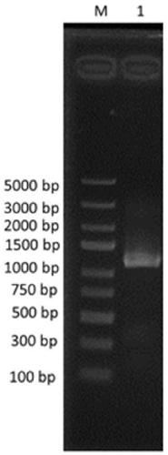 A tobacco nicotine content regulation gene IAA27 and a cloning method and application thereof