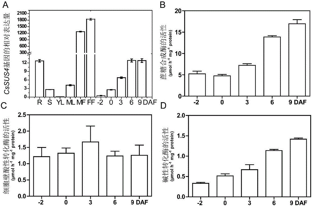 Application of sucrose synthase in regulating of development of plant fruits