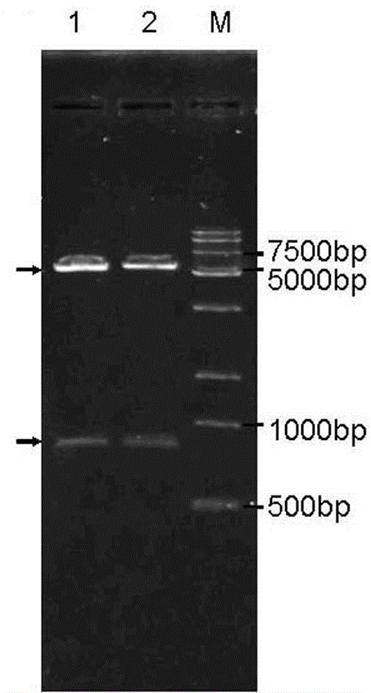 Trans-4-hydroxy-L-proline hydroxylase modifying gene with high transformation rate and application thereof