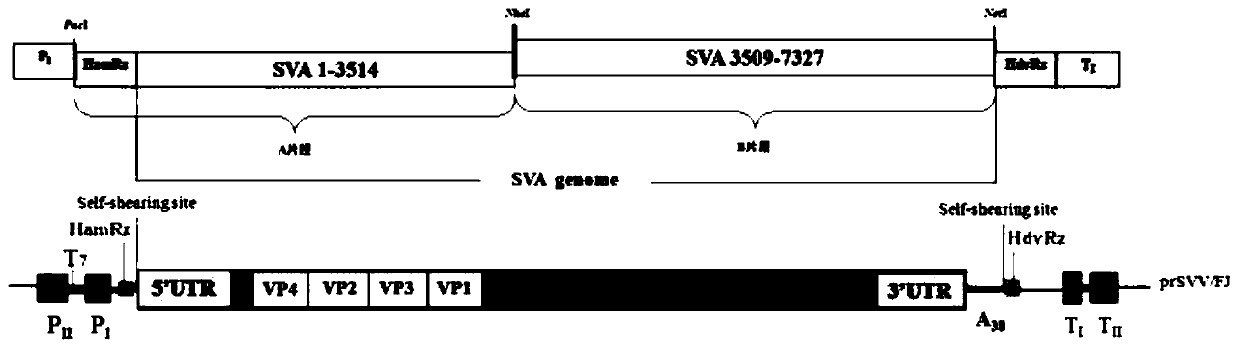 Seneca virus infectious clone based on single plasmid rescue system, construction method and application