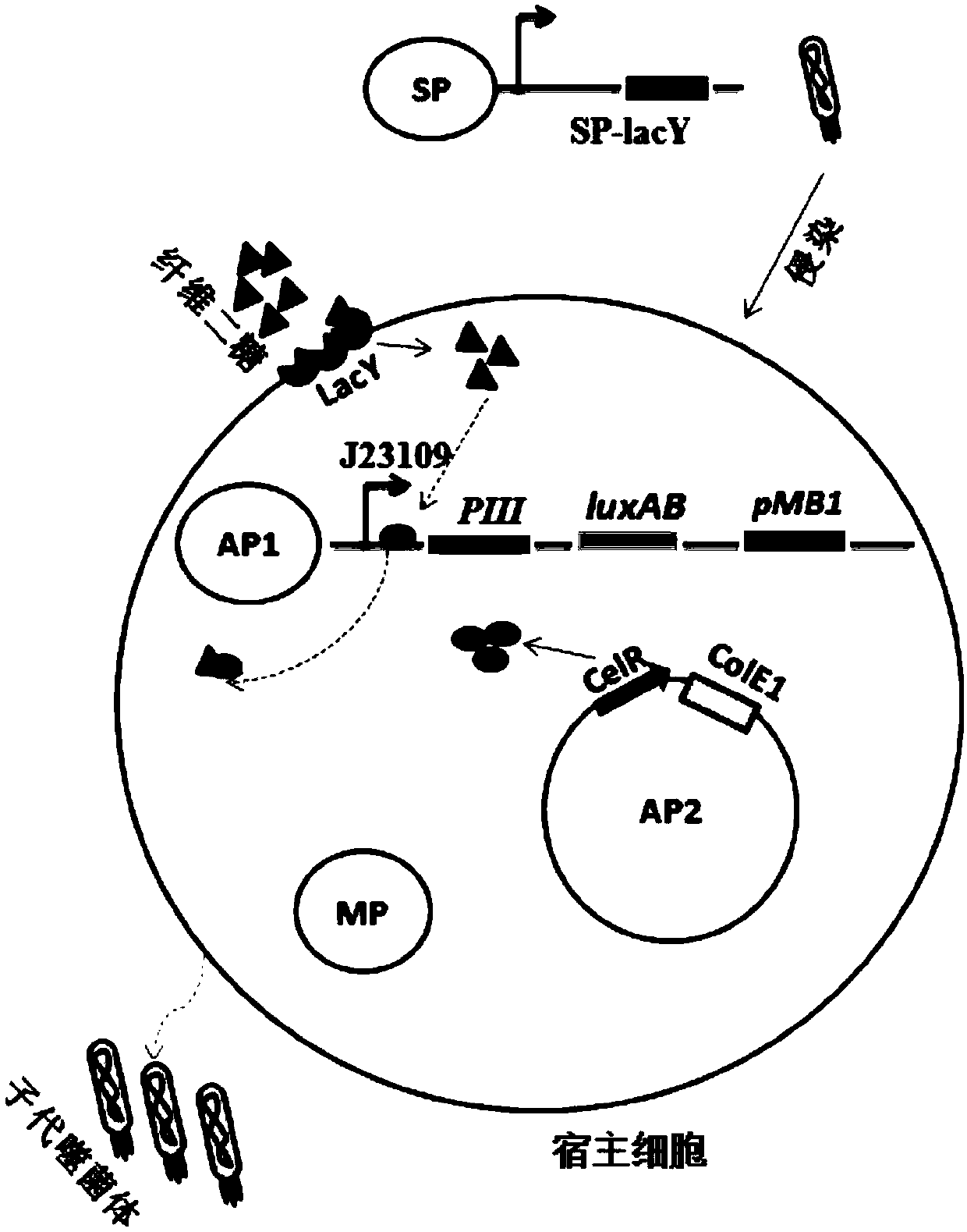 Plasmid, phage-assisted continuous directed evolution system and directed evolution method