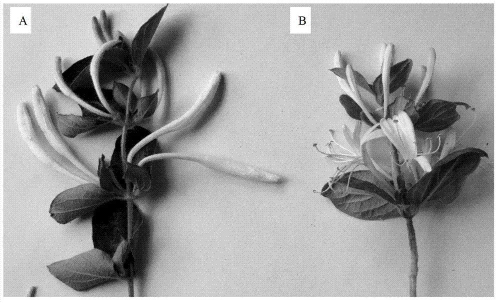 Method for culturing special honeysuckle for desertification control