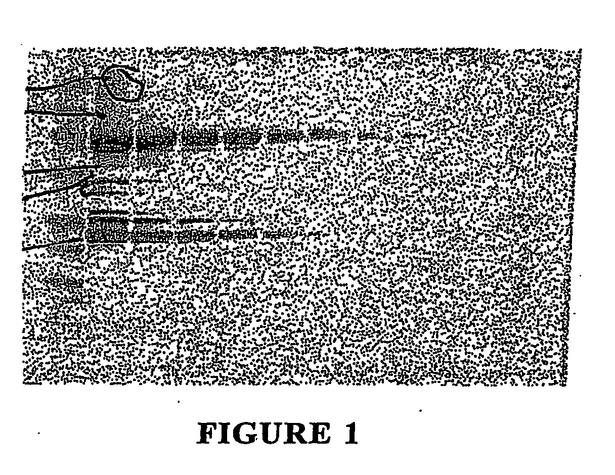 Method of producing and using heat shock proteins