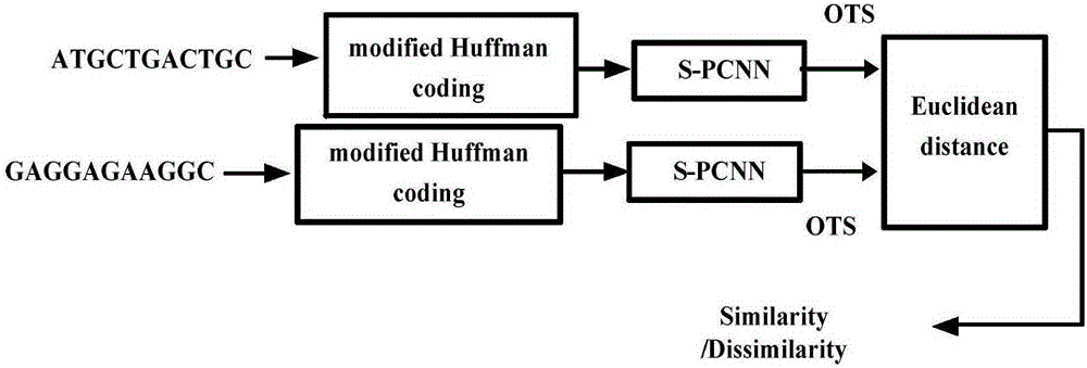 DNA sequence similarity analysis method based on S-PCNN and Huffman encoding