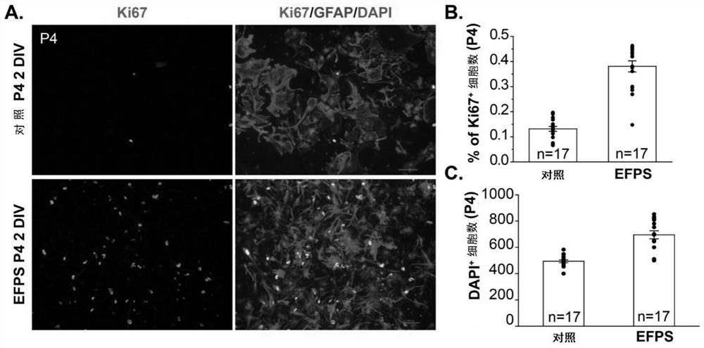 A kind of culture medium and culture method for culturing astrocytes in vitro