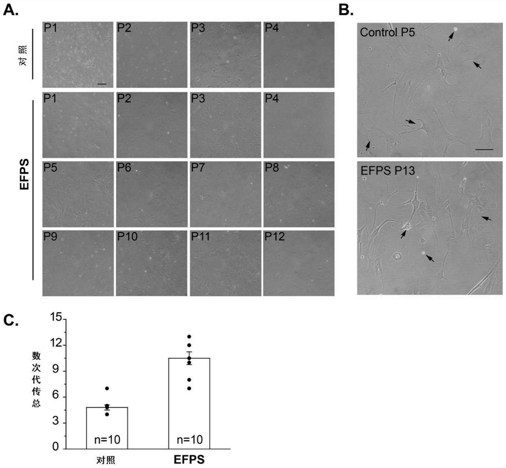 A kind of culture medium and culture method for culturing astrocytes in vitro