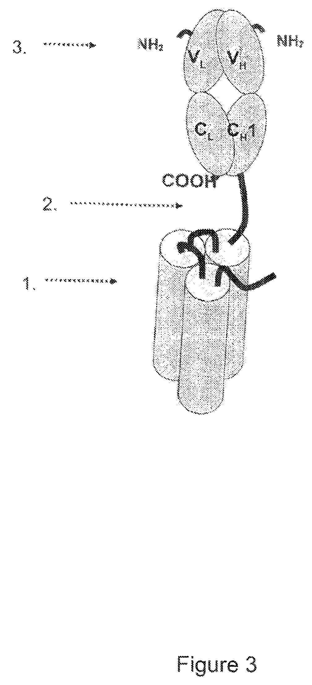 Single-chain light receptor agonist proteins