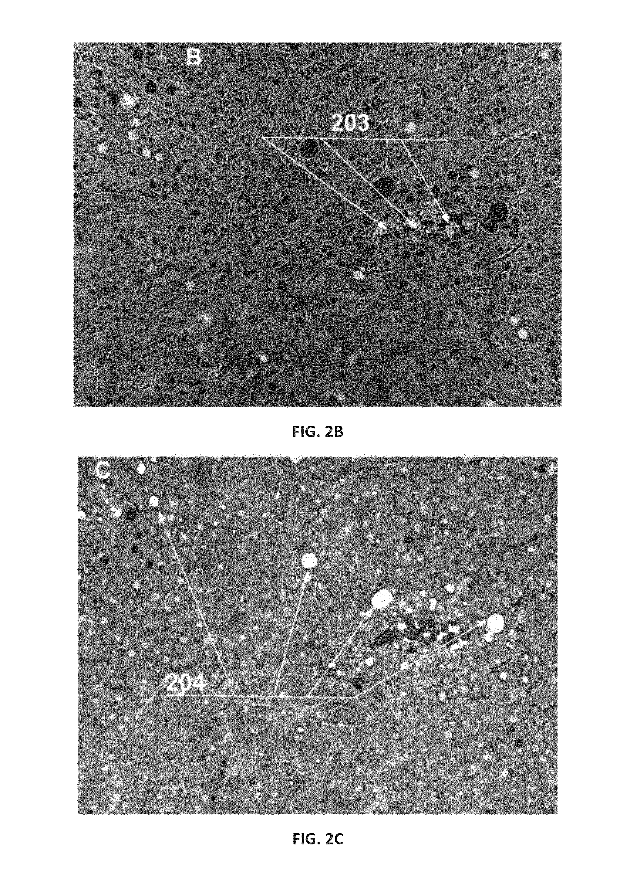 Method and apparatus for unsupervised segmentation of microscopic color image of unstained specimen and digital staining of segmented histological structures