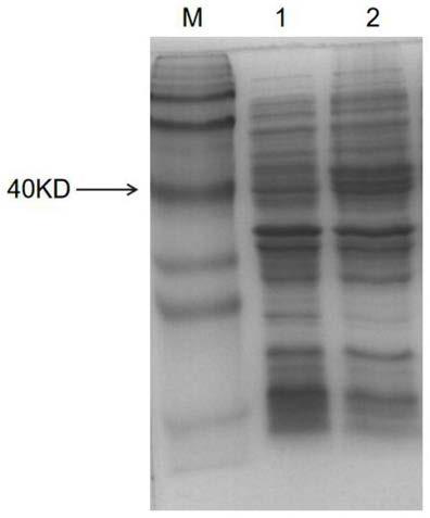 Method for detecting mycoplasma gallisepticum antibody of enzyme-linked nucleic acid aptamer and kit special for mycoplasma gallisepticum antibody