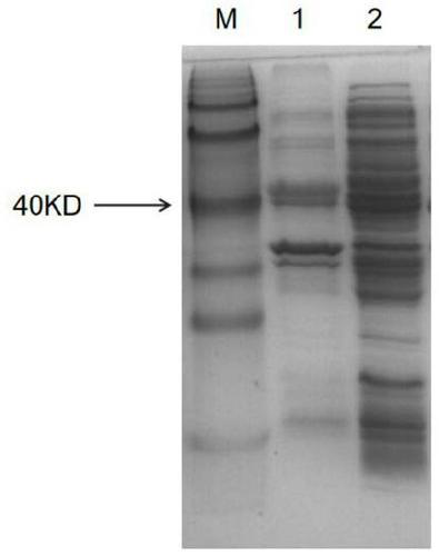 Method for detecting mycoplasma gallisepticum antibody of enzyme-linked nucleic acid aptamer and kit special for mycoplasma gallisepticum antibody