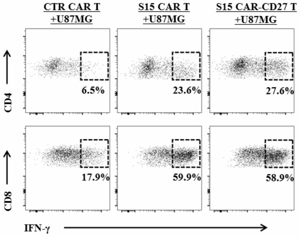 A chimeric antigen receptor T-lymphocyte and its application in the preparation of products for treating solid tumors