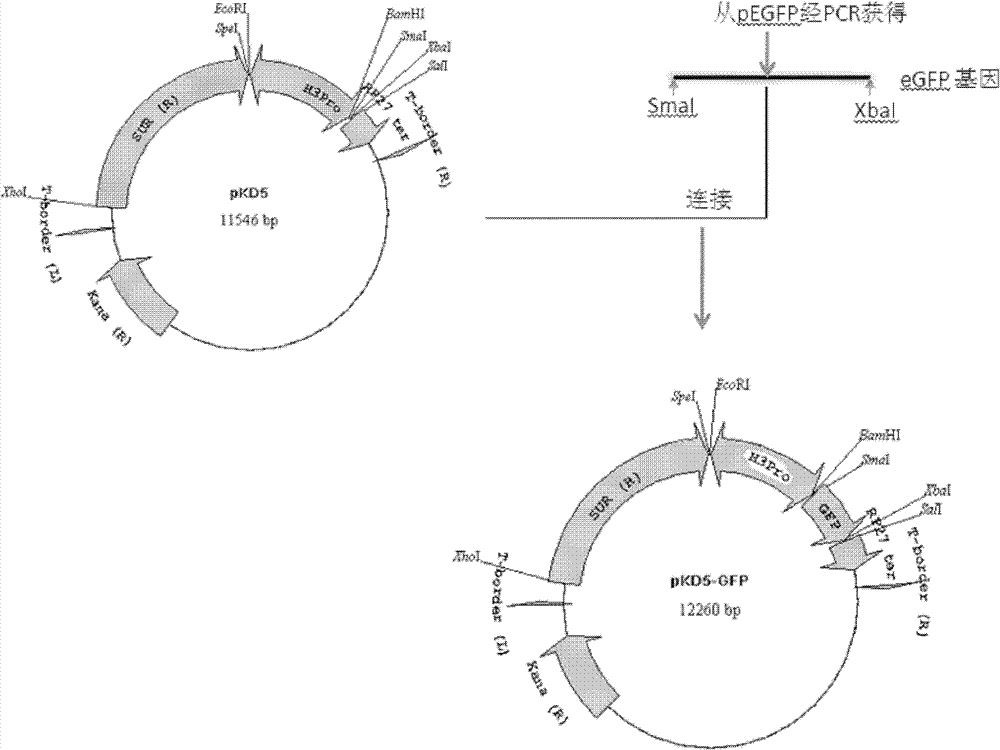 Filamentous fungi promoter and plasmid containing same