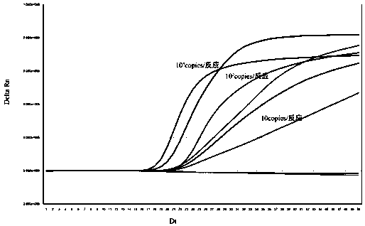 A real-time fluorescent nucleic acid constant temperature amplification detection kit for hepatitis B virus hbv