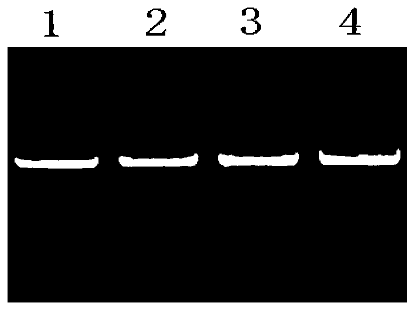 SNP molecular marker for CFL1 gene of Qinchuan cattle and detection method of SNP molecular marker