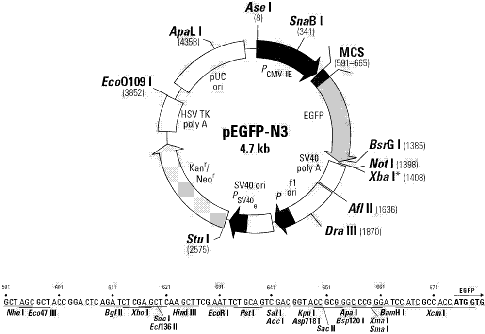 Duck circovirus ORF3 nucleus location NLS sequence and application thereof