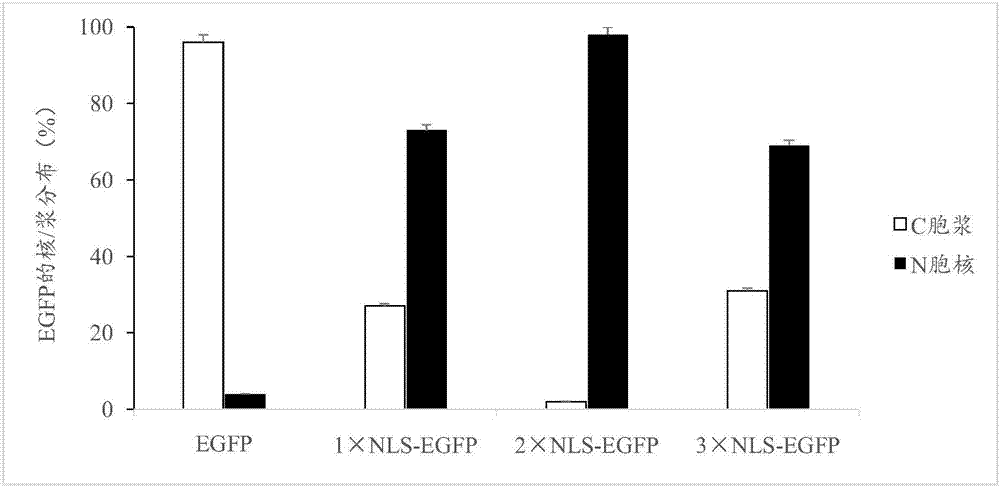 Duck circovirus ORF3 nucleus location NLS sequence and application thereof